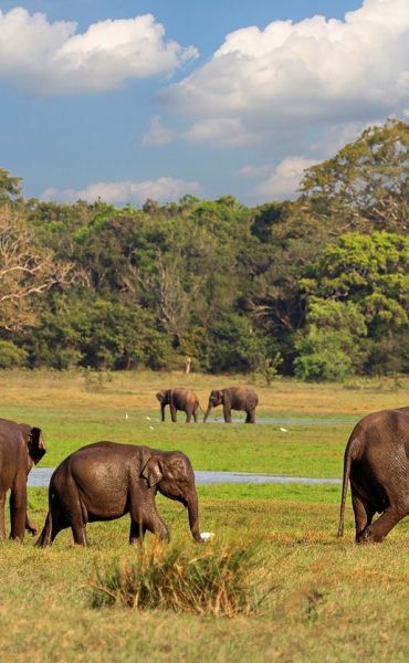 Minneriya National Park iStock